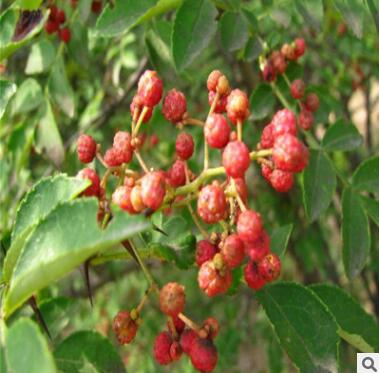 山東苗木基地專業(yè)批發(fā)花椒苗 大紅袍花椒苗規(guī)格齊全 品種多樣