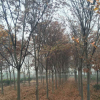 園林植物廠家供應(yīng) 美觀綠化櫸樹 黑土種植 可喬木