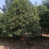 專業(yè)供應(yīng) 造型桂花樹 桂花樹 喬木桂花樹 價格實惠