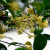 熱銷推薦 四季桂 四季桂花苗 桂花苗批發(fā) 快速發(fā)貨
