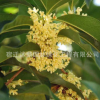 大量供應(yīng) 嫁接桂花樹苗 八月桂 八月桂花樹 品種多樣