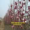 鳳岐出售紅玉蘭樹 黃玉蘭樹 玉蘭小樹價格量大從優(yōu)