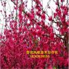基地供應紅葉碧桃樹 5-10公分樹 紅葉碧桃綠化量大從優(yōu)