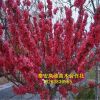 基地種植嫁接紅葉碧桃 紅葉碧桃規(guī)格齊全 信譽好 美觀效果漂亮