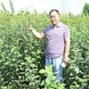 鳳岐苗木出售紅肉蘋果樹苗，紅富士蘋果苗矮化蘋果樹苗蘋果苗價格