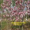 優(yōu)質直銷玉蘭樹 3-5公分樹 價格優(yōu)惠白玉蘭樹 規(guī)格齊全