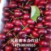基地批發(fā)嫁接櫻桃苗 盆栽地栽車厘子大櫻桃樹苗 布魯克斯櫻桃種植
