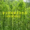 基地占地樹 皂角樹3-5公分優(yōu)質皂角樹 信譽好 量大從優(yōu)