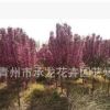 青州花卉園藝場低價熱賣苗木 北美海棠 樹形好 數量大