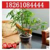 批發(fā)銷售觀賞竹子 佛肚竹 狀如佛肚形狀奇特精品盆景室內植物盆栽