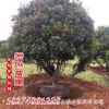 防護叢生風景園林植物 濕地工程綠化行道樹 楊梅樹喬木廠家批發