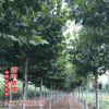 防護叢生風景法國梧桐樹 公路綠化行道樹木 庭蔭樹綠化樹木