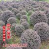 批發 紅花繼木球 飽滿 貨源充足 紅花紅桎木