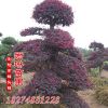 造型紅花繼木樁 精品紅檵木樁盆景 紅檵木球 紅檵木小苗