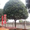 綠化工程苗木 桂花苗八月桂 桂花樹四季桂花樹苗 苗木價格表