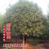 君琳苗圃大量供應10公分桂花價格 金桂花樹精品桂花苗木基地