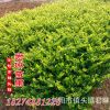 供應各種工程綠化小苗 小區綠化苗 價格優惠 金森女貞3年苗