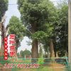 批發香樟 香樟樹基地 全冠移植香樟 精品多桿獨桿香樟