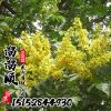 苗圃直銷欒樹 金葉欒樹苗金葉欒小苗 規(guī)格齊全彩葉樹種量大從優(yōu)