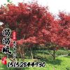 紅楓 日本紅楓 美國(guó) 中國(guó)紅楓 規(guī)格齊全基地直銷 綠化小苗批發(fā)