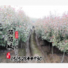高桿石楠 紅葉石楠球 基地直銷 規(guī)格齊全 量大從優(yōu) 綠化樹木
