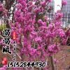 紫荊 基地直銷 叢生獨(dú)桿紫荊花 滿條紅 規(guī)格齊全 量大從優(yōu)