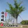 基地直銷櫸樹 正宗紅櫸樹 規(guī)格齊全1-20公分 工程綠化行道樹