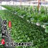 綠蘿 水培綠植盆栽花卉 綠蘿出水盆 根系發(fā)達(dá)成活率高