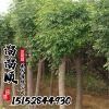 供應(yīng)白蠟樹 根系發(fā)達(dá) 道路優(yōu)良品種規(guī)格齊全 3-10公分白蠟小苗