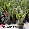 虎尾蘭 金邊 除甲醛盆栽 室內(nèi)綠植盆栽 凈化 物美價(jià)廉歡迎選購