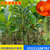 供應(yīng)各種菠蘿蜜果樹(shù)苗 嫁接菠蘿蜜苗 苗木基地批發(fā)四季菠蘿蜜種苗