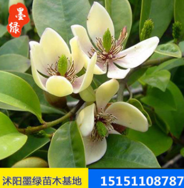 【含笑】供應(yīng)含笑苗木 含笑盆栽苗 規(guī)格齊全 價格實惠.量大優(yōu)惠