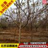 基地現起蘋果樹苗8公分庭院種植蘋果樹苗木富士大蘋果當年結果