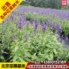 苗圃供應草花婆婆納花苗婆婆納可充當薰衣草花北京送貨上門