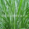 甜象草種子牧草種子南方北方多年生四季高產(chǎn)豬牛羊雞鴨鵝魚兔草籽