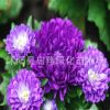 翠菊種子 菊花種子 花籽花卉種子 室內 陽臺盆栽 庭院