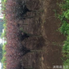 基地?zé)徜N優(yōu)質(zhì)紫葉榆葉梅 高桿紅葉榆葉梅 各種規(guī)格 量大從優(yōu)