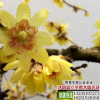 基地大量熱銷優(yōu)質(zhì)臘梅苗 臘梅樹苗 2年苗 各種規(guī)格 量大從優(yōu)
