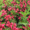 工程綠化苗木花卉 紅王子錦帶 錦帶花 苗木基地直銷 王子錦帶苗