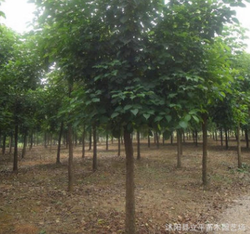 綠化苗木供應(yīng)各種規(guī)格重陽(yáng)木8--15公分、歡迎咨詢
