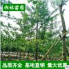 低價苗圃 銀杏樹曼地亞紅豆杉 小苗批發 規格齊全 量大優惠