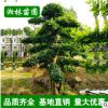 供應園林綠化苗木 欏木石楠樹 造型欏木石楠 規格齊全 基地直銷