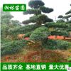 【基地直銷】苗圃經營漢松 造型羅漢松 工程綠化苗 園林綠化苗
