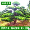 園林綠化樹 市政園林 羅漢松 各種造型樹 造型優美