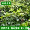 批發常春藤 基地直銷 常春藤綠化苗 工程綠化苗 藤本植物
