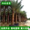 中東海棗樹大量批發 精選綠化苗木 精品加拿利海棗棕櫚樹 蒲葵
