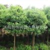 基地批發(fā)香樟樹苗 香樟小苗 小葉香樟苗 香樟四季常青