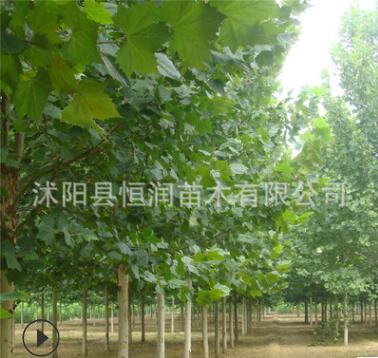 批發(fā)行道樹法桐小苗.法國梧桐樹 速生法桐 懸鈴木樹苗