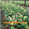出油率高長林系列 1-2年高產嫁接油茶苗 高產嫁接裸根苗