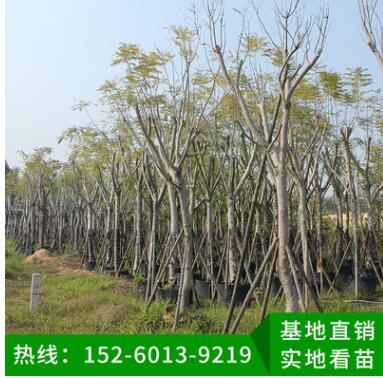 藍花楹 綠化工程苗木 行道樹 風(fēng)景樹 移植苗批發(fā) 品種多樣